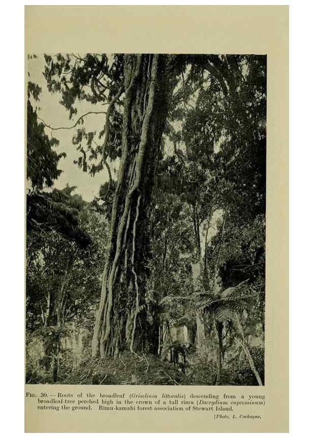 Reproducción/Reproduction 26925995780: New Zealand plants and their story.. Wellington, N.Z.,M.F. Marks, Govt. Printer,1919.