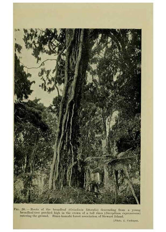 Reproducción/Reproduction 26925995780: New Zealand plants and their story.. Wellington, N.Z.,M.F. Marks, Govt. Printer,1919.