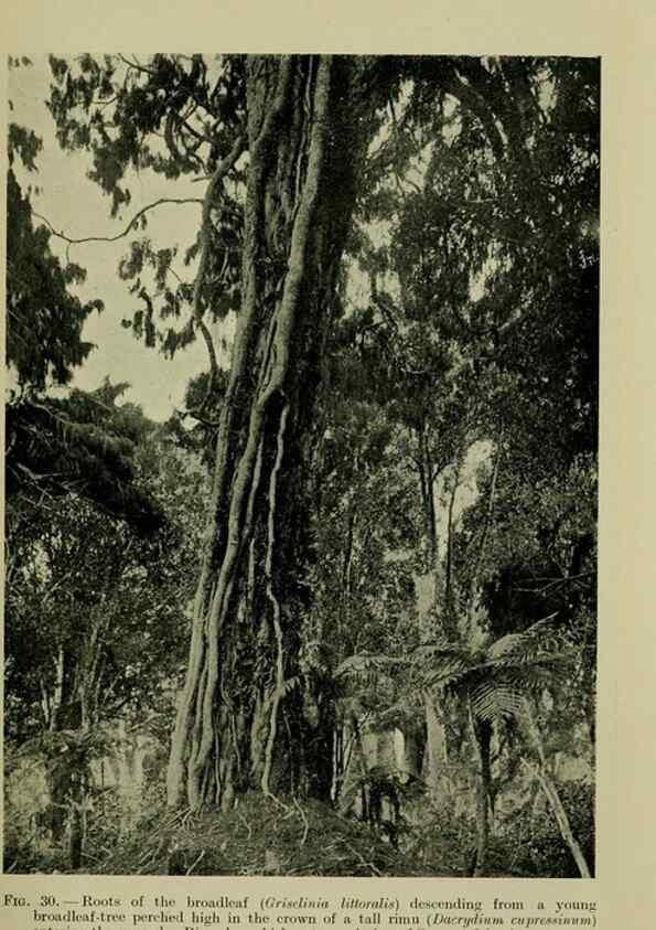 Reproducción/Reproduction 26925995780: New Zealand plants and their story.. Wellington, N.Z.,M.F. Marks, Govt. Printer,1919.