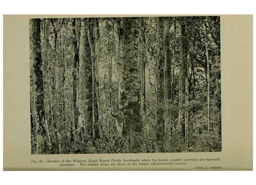 Reproducción/Reproduction 27200928285: New Zealand plants and their story.. Wellington, N.Z.,M.F. Marks, Govt. Printer,1919.