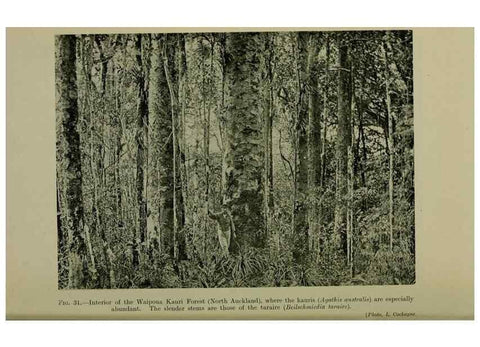 Reproducción/Reproduction 27200928285: New Zealand plants and their story.. Wellington, N.Z.,M.F. Marks, Govt. Printer,1919.
