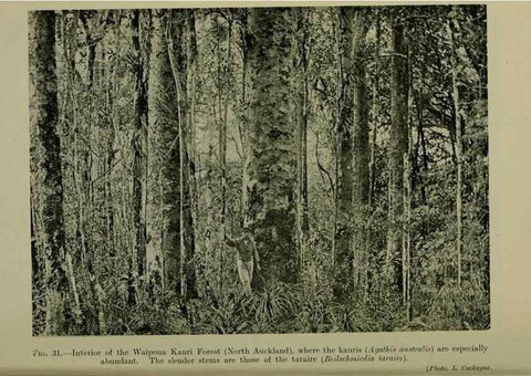 Reproducción/Reproduction 27200928285: New Zealand plants and their story.. Wellington, N.Z.,M.F. Marks, Govt. Printer,1919.