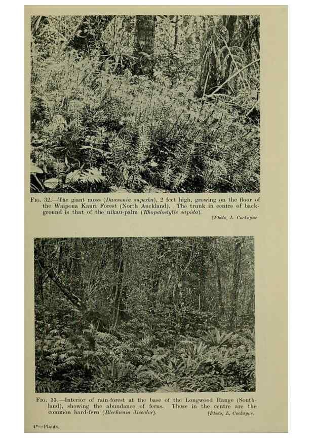 Reproducción/Reproduction 26926015370: New Zealand plants and their story.. Wellington, N.Z.,M.F. Marks, Govt. Printer,1919.