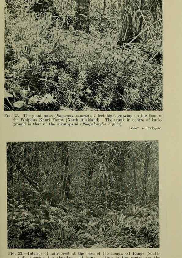 Reproducción/Reproduction 26926015370: New Zealand plants and their story.. Wellington, N.Z.,M.F. Marks, Govt. Printer,1919.