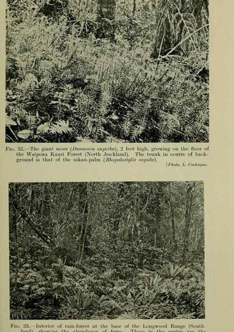 Reproducción/Reproduction 26926015370: New Zealand plants and their story.. Wellington, N.Z.,M.F. Marks, Govt. Printer,1919.