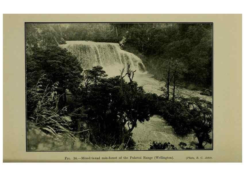 Reproducción/Reproduction 26926024670: New Zealand plants and their story.. Wellington, N.Z.,M.F. Marks, Govt. Printer,1919.