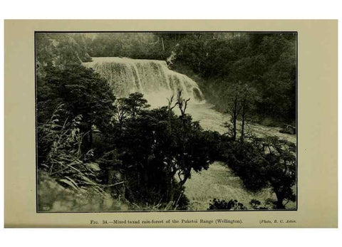 Reproducción/Reproduction 26926024670: New Zealand plants and their story.. Wellington, N.Z.,M.F. Marks, Govt. Printer,1919.