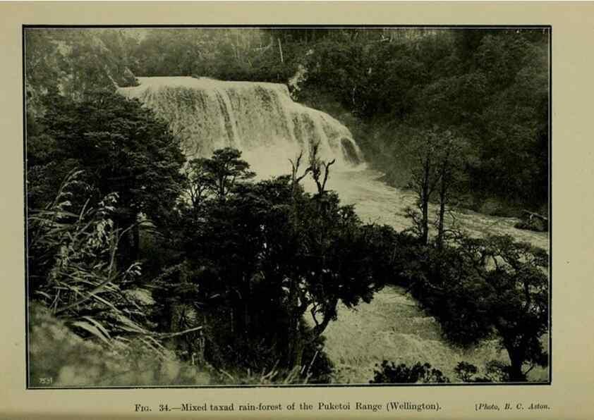 Reproducción/Reproduction 26926024670: New Zealand plants and their story.. Wellington, N.Z.,M.F. Marks, Govt. Printer,1919.
