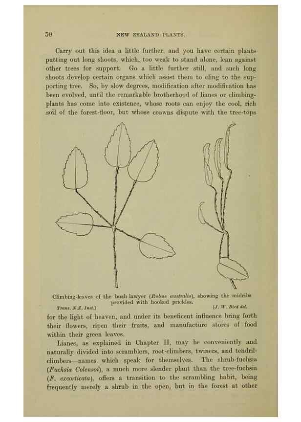 Reproducción/Reproduction 27167153656: New Zealand plants and their story.. Wellington, N.Z.,M.F. Marks, Govt. Printer,1919.