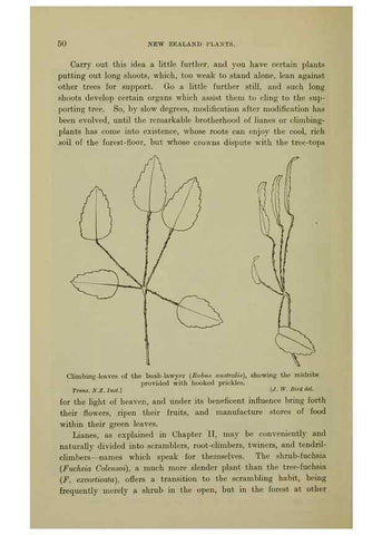 Reproducción/Reproduction 27167153656: New Zealand plants and their story.. Wellington, N.Z.,M.F. Marks, Govt. Printer,1919.