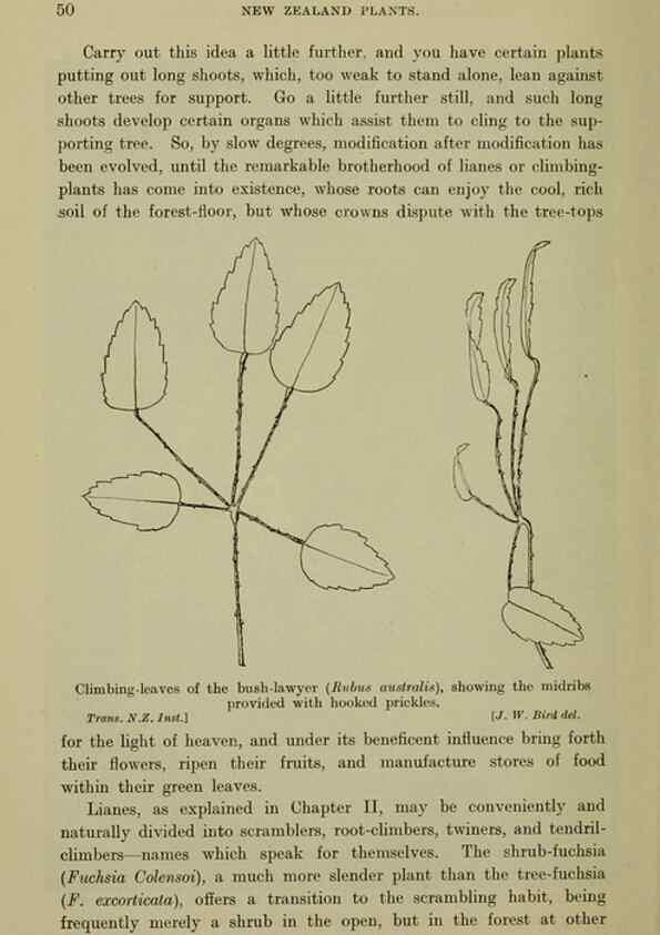 Reproducción/Reproduction 27167153656: New Zealand plants and their story.. Wellington, N.Z.,M.F. Marks, Govt. Printer,1919.