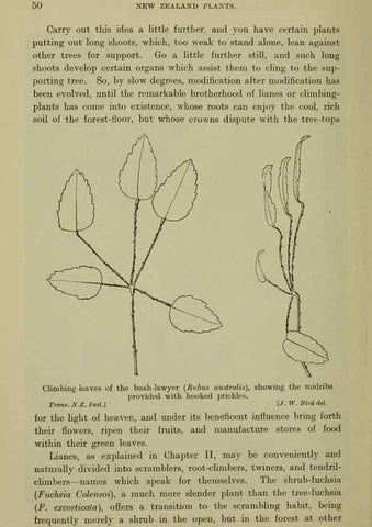Reproducción/Reproduction 27167153656: New Zealand plants and their story.. Wellington, N.Z.,M.F. Marks, Govt. Printer,1919.