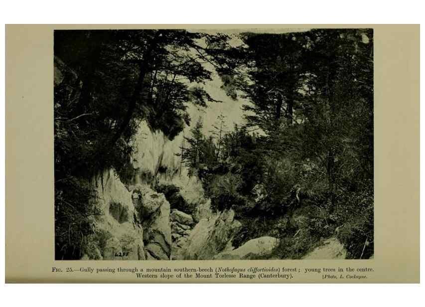 Reproducción/Reproduction 26925972360: New Zealand plants and their story.. Wellington, N.Z.,M.F. Marks, Govt. Printer,1919.