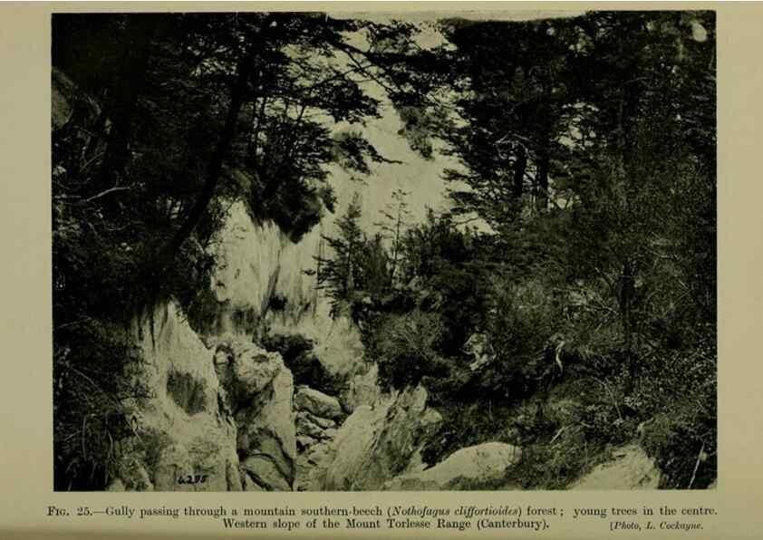 Reproducción/Reproduction 26925972360: New Zealand plants and their story.. Wellington, N.Z.,M.F. Marks, Govt. Printer,1919.