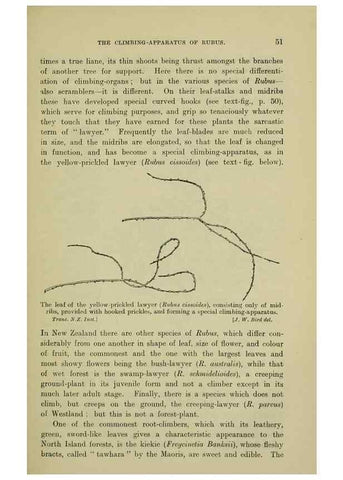 Reproducción/Reproduction 26926038570: New Zealand plants and their story.. Wellington, N.Z.,M.F. Marks, Govt. Printer,1919.