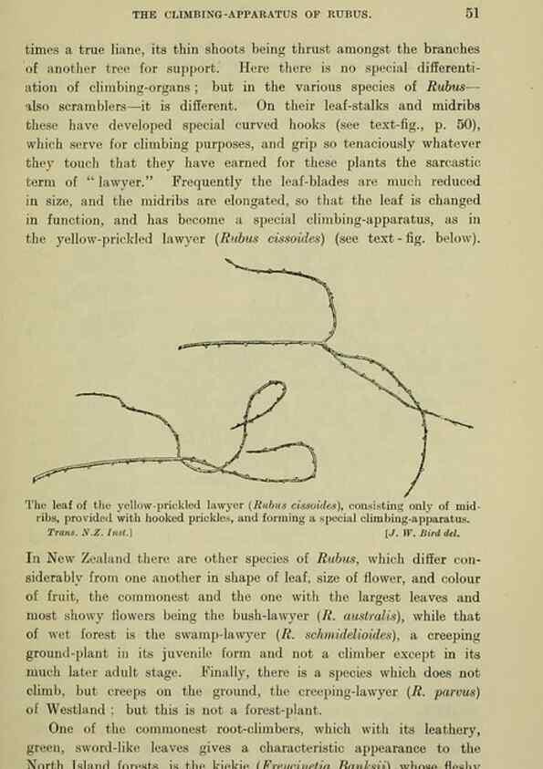 Reproducción/Reproduction 26926038570: New Zealand plants and their story.. Wellington, N.Z.,M.F. Marks, Govt. Printer,1919.