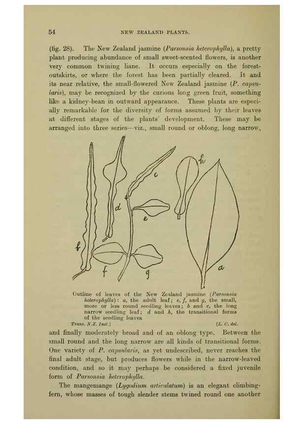 Reproducción/Reproduction 27131933821: New Zealand plants and their story.. Wellington, N.Z.,M.F. Marks, Govt. Printer,1919.