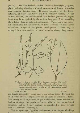 Reproducción/Reproduction 27131933821: New Zealand plants and their story.. Wellington, N.Z.,M.F. Marks, Govt. Printer,1919.