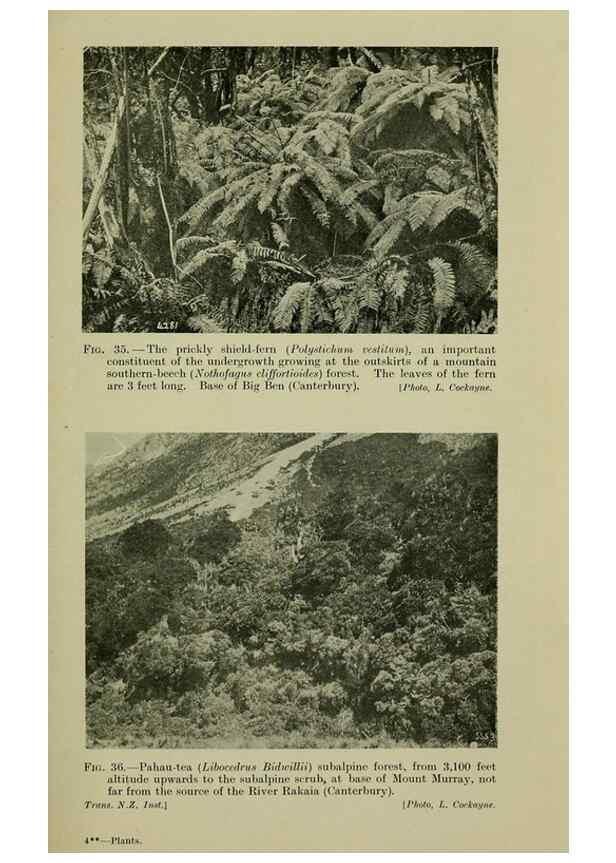Reproducción/Reproduction 26595931143: New Zealand plants and their story.. Wellington, N.Z.,M.F. Marks, Govt. Printer,1919.