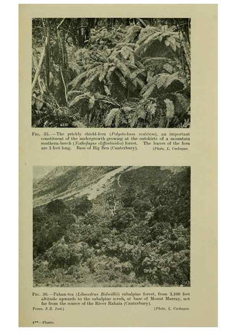 Reproducción/Reproduction 26595931143: New Zealand plants and their story.. Wellington, N.Z.,M.F. Marks, Govt. Printer,1919.