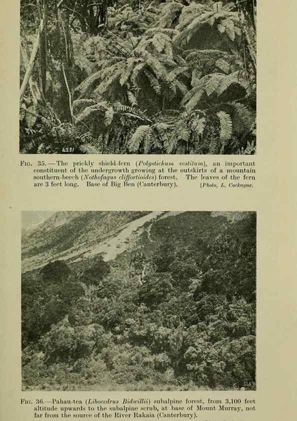 Reproducción/Reproduction 26595931143: New Zealand plants and their story.. Wellington, N.Z.,M.F. Marks, Govt. Printer,1919.