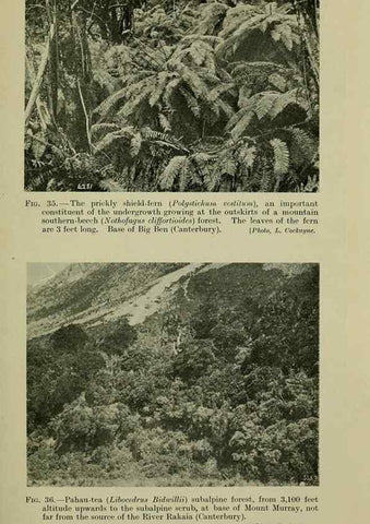 Reproducción/Reproduction 26595931143: New Zealand plants and their story.. Wellington, N.Z.,M.F. Marks, Govt. Printer,1919.