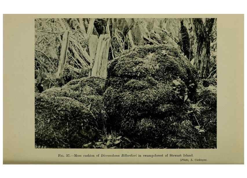 Reproducción/Reproduction 27131944601: New Zealand plants and their story.. Wellington, N.Z.,M.F. Marks, Govt. Printer,1919.