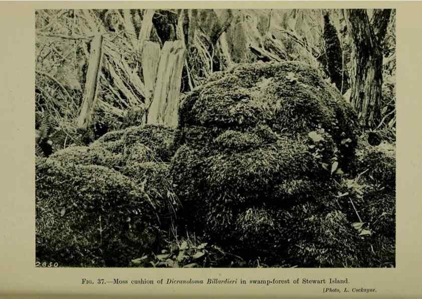 Reproducción/Reproduction 27131944601: New Zealand plants and their story.. Wellington, N.Z.,M.F. Marks, Govt. Printer,1919.