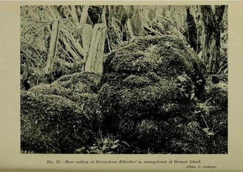 Reproducción/Reproduction 27131944601: New Zealand plants and their story.. Wellington, N.Z.,M.F. Marks, Govt. Printer,1919.