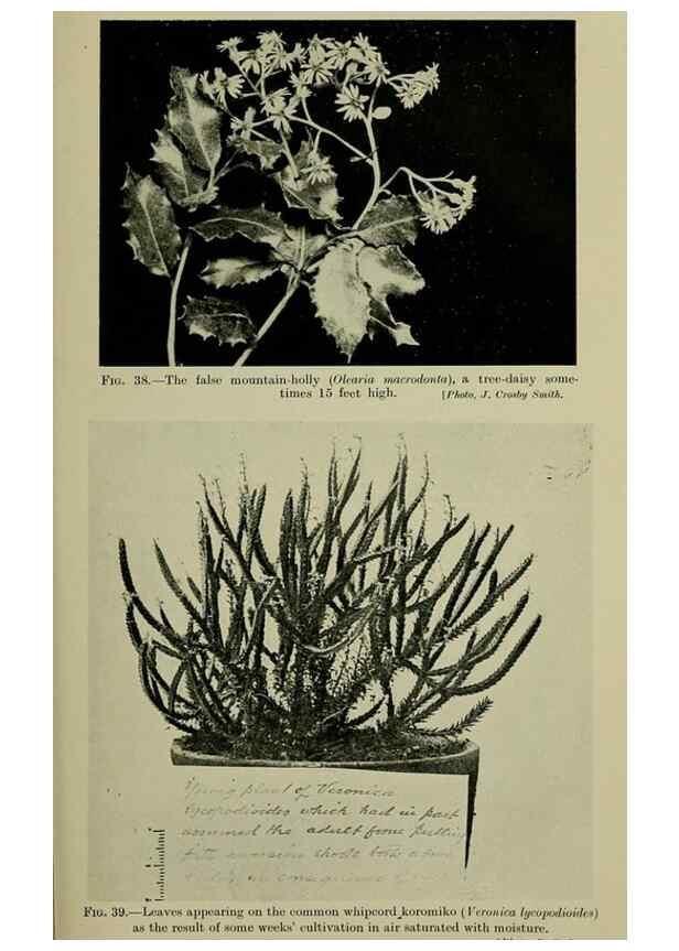 Reproducción/Reproduction 27131950911: New Zealand plants and their story.. Wellington, N.Z.,M.F. Marks, Govt. Printer,1919.