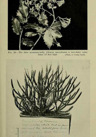 Reproducción/Reproduction 27131950911: New Zealand plants and their story.. Wellington, N.Z.,M.F. Marks, Govt. Printer,1919.