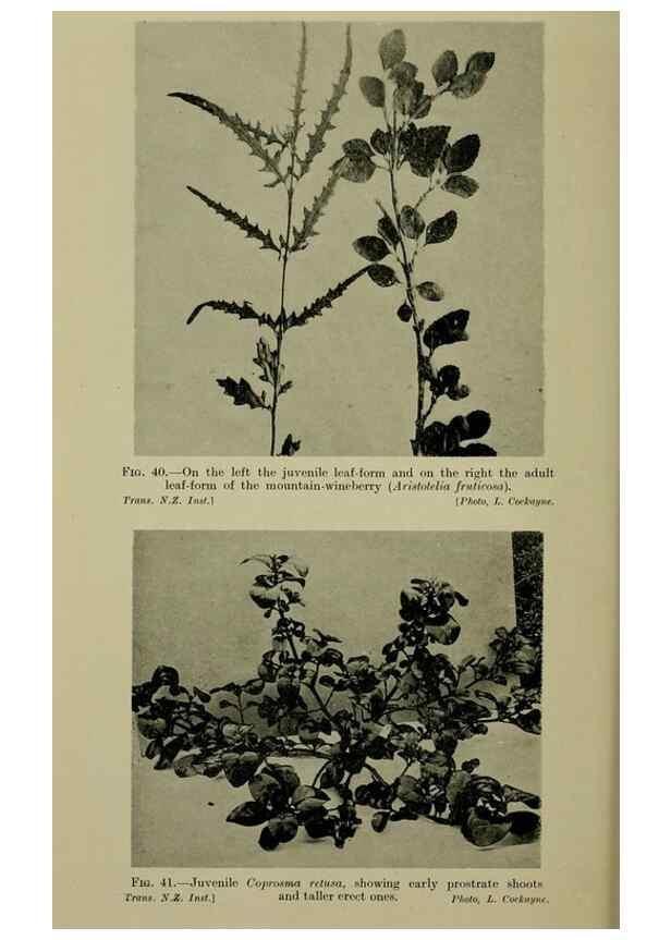 Reproducción/Reproduction 27167191226: New Zealand plants and their story.. Wellington, N.Z.,M.F. Marks, Govt. Printer,1919.