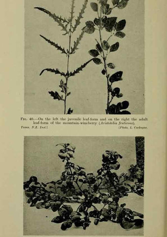 Reproducción/Reproduction 27167191226: New Zealand plants and their story.. Wellington, N.Z.,M.F. Marks, Govt. Printer,1919.