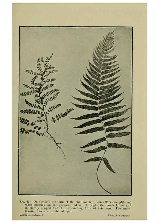 Reproducción/Reproduction 26594647404: New Zealand plants and their story.. Wellington, N.Z.,M.F. Marks, Govt. Printer,1919.
