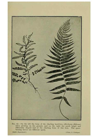 Reproducción/Reproduction 26594647404: New Zealand plants and their story.. Wellington, N.Z.,M.F. Marks, Govt. Printer,1919.