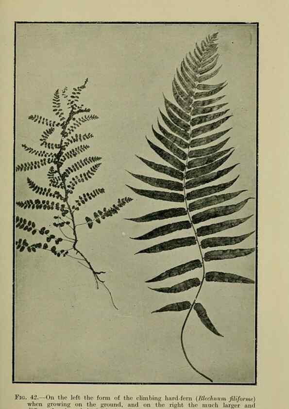 Reproducción/Reproduction 26594647404: New Zealand plants and their story.. Wellington, N.Z.,M.F. Marks, Govt. Printer,1919.