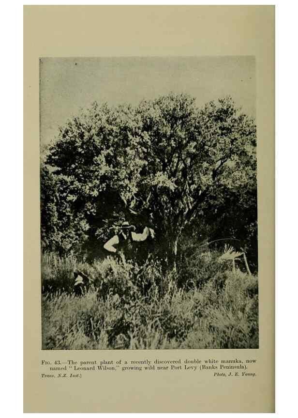 Reproducción/Reproduction 27104697212: New Zealand plants and their story.. Wellington, N.Z.,M.F. Marks, Govt. Printer,1919.