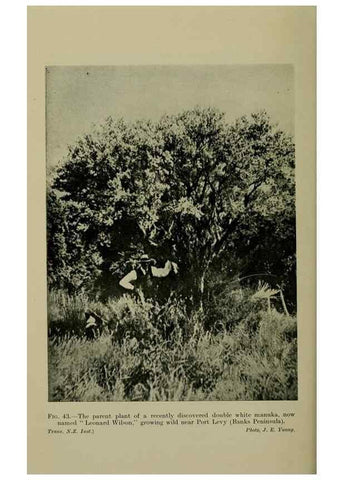 Reproducción/Reproduction 27104697212: New Zealand plants and their story.. Wellington, N.Z.,M.F. Marks, Govt. Printer,1919.