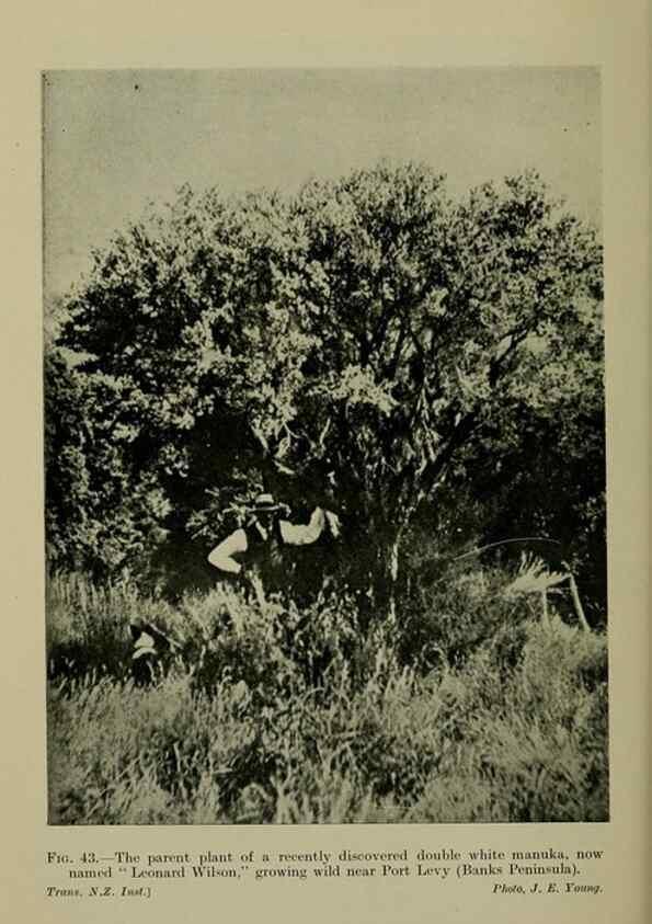 Reproducción/Reproduction 27104697212: New Zealand plants and their story.. Wellington, N.Z.,M.F. Marks, Govt. Printer,1919.