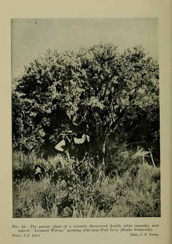 Reproducción/Reproduction 27104697212: New Zealand plants and their story.. Wellington, N.Z.,M.F. Marks, Govt. Printer,1919.