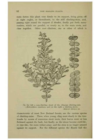 Reproducción/Reproduction 27167162836: New Zealand plants and their story.. Wellington, N.Z.,M.F. Marks, Govt. Printer,1919.