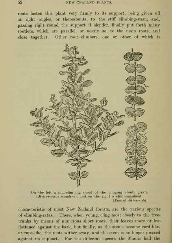 Reproducción/Reproduction 27167162836: New Zealand plants and their story.. Wellington, N.Z.,M.F. Marks, Govt. Printer,1919.