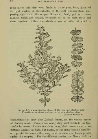 Reproducción/Reproduction 27167162836: New Zealand plants and their story.. Wellington, N.Z.,M.F. Marks, Govt. Printer,1919.