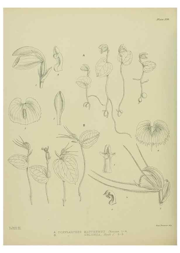 Reproducción/Reproduction 23651941220: Illustrations of the New Zealand flora /. Wellington :John Mackay, Govt. Printer,1914.