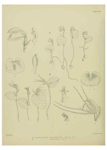 Reproducción/Reproduction 23651941220: Illustrations of the New Zealand flora /. Wellington :John Mackay, Govt. Printer,1914.