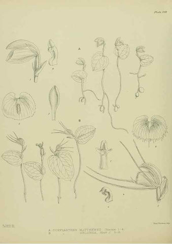 Reproducción/Reproduction 23651941220: Illustrations of the New Zealand flora /. Wellington :John Mackay, Govt. Printer,1914.