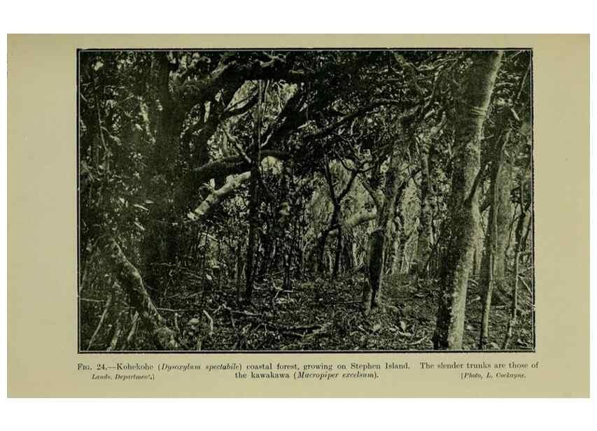 Reproducción/Reproduction 27131874511: New Zealand plants and their story.. Wellington, N.Z.,M.F. Marks, Govt. Printer,1919.