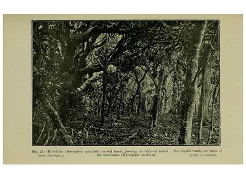 Reproducción/Reproduction 27131874511: New Zealand plants and their story.. Wellington, N.Z.,M.F. Marks, Govt. Printer,1919.
