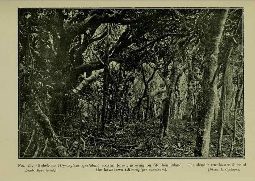 Reproducción/Reproduction 27131874511: New Zealand plants and their story.. Wellington, N.Z.,M.F. Marks, Govt. Printer,1919.