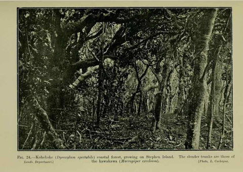 Reproducción/Reproduction 27131874511: New Zealand plants and their story.. Wellington, N.Z.,M.F. Marks, Govt. Printer,1919.